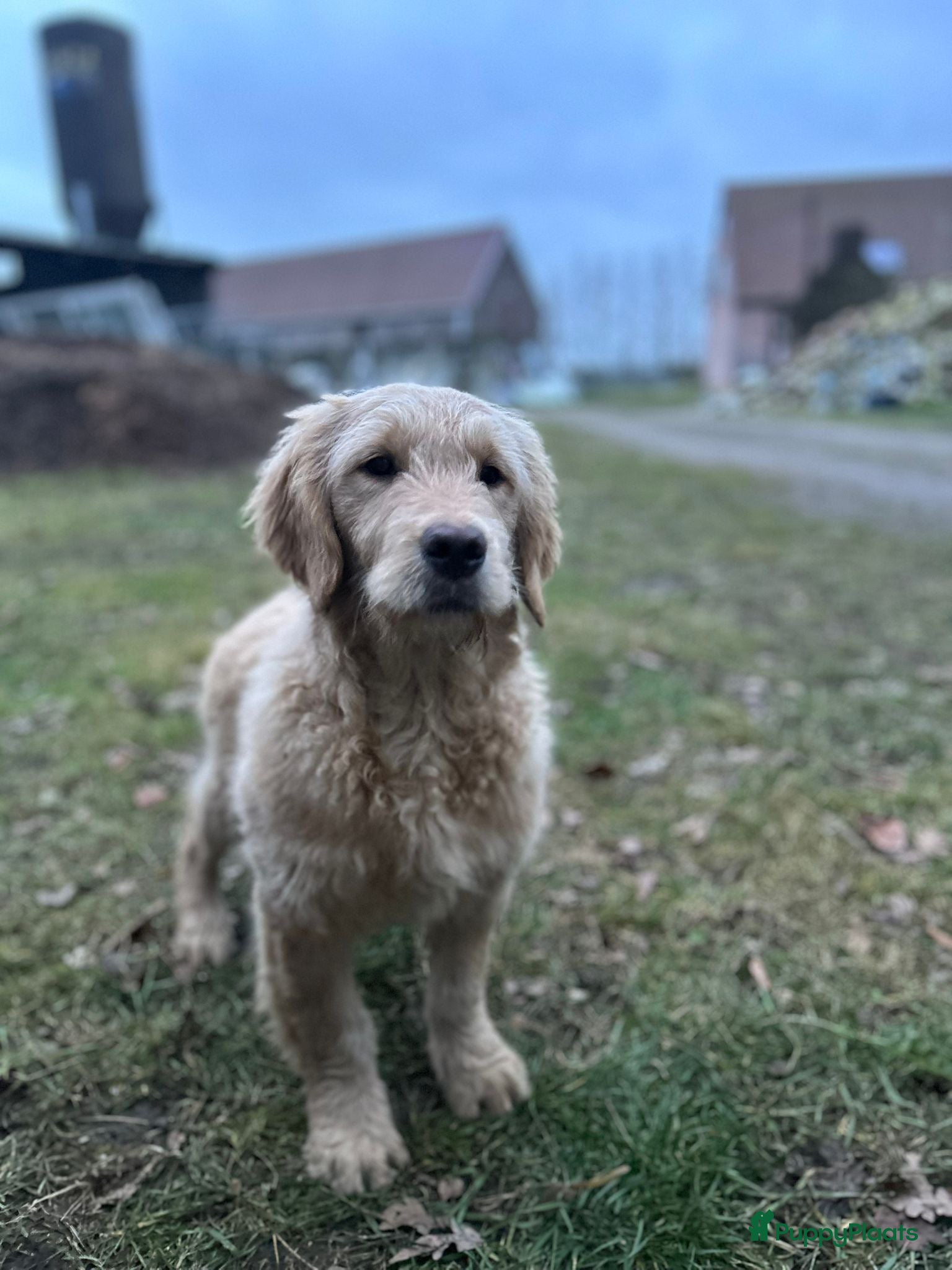 Kruising honden Mooie medium goldendoodle pups - Advertentie 3