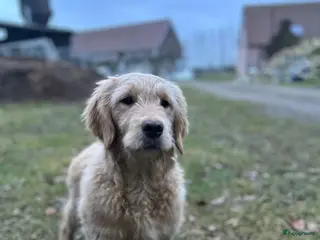 Kruising honden Mooie medium goldendoodle pups - Advertentie 3