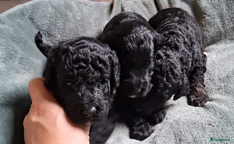 Australian Labradoodle honden - Advertentie 1