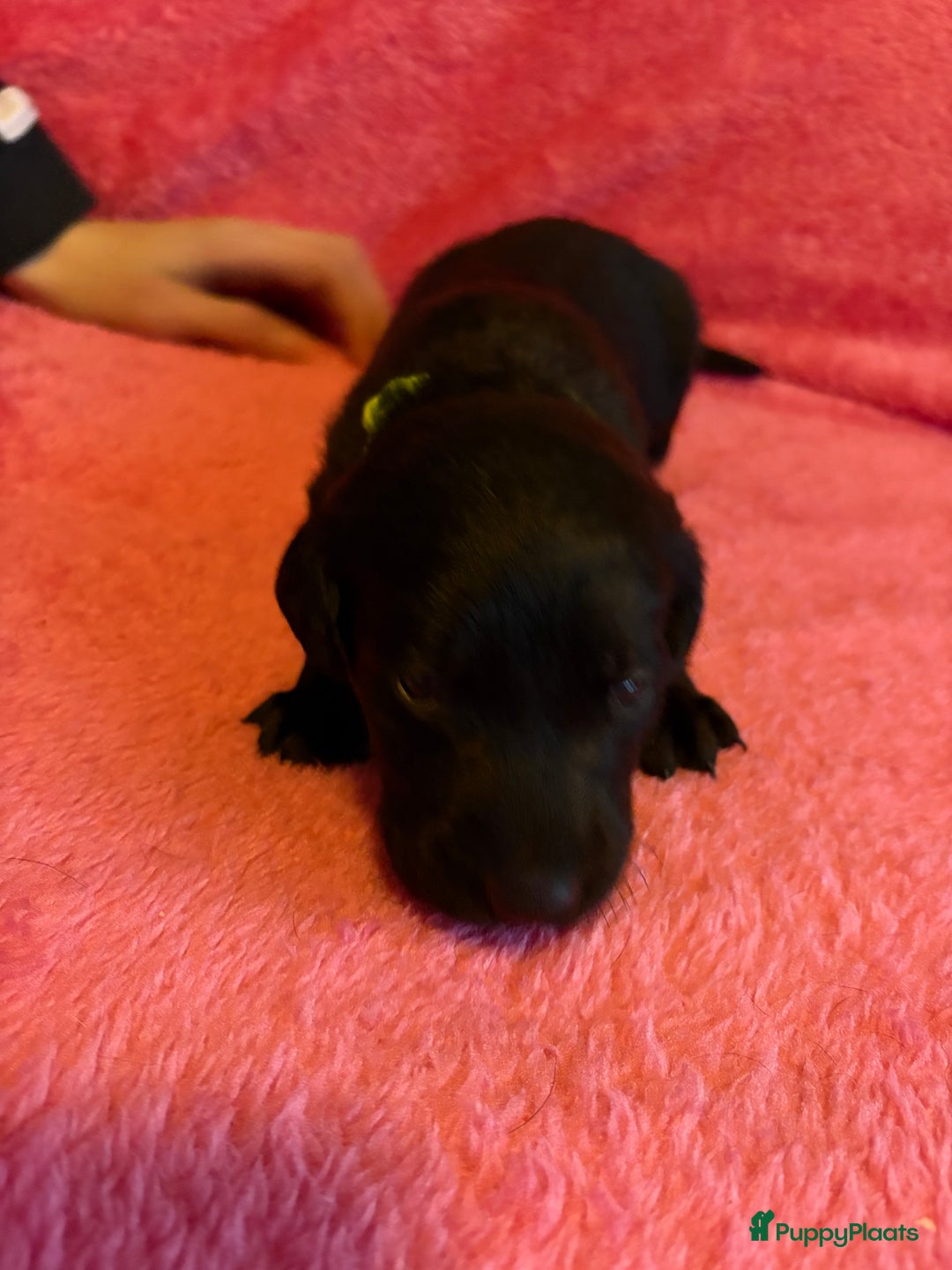 Kruising honden te koop: Labrador puppy’s - Advertentie 31