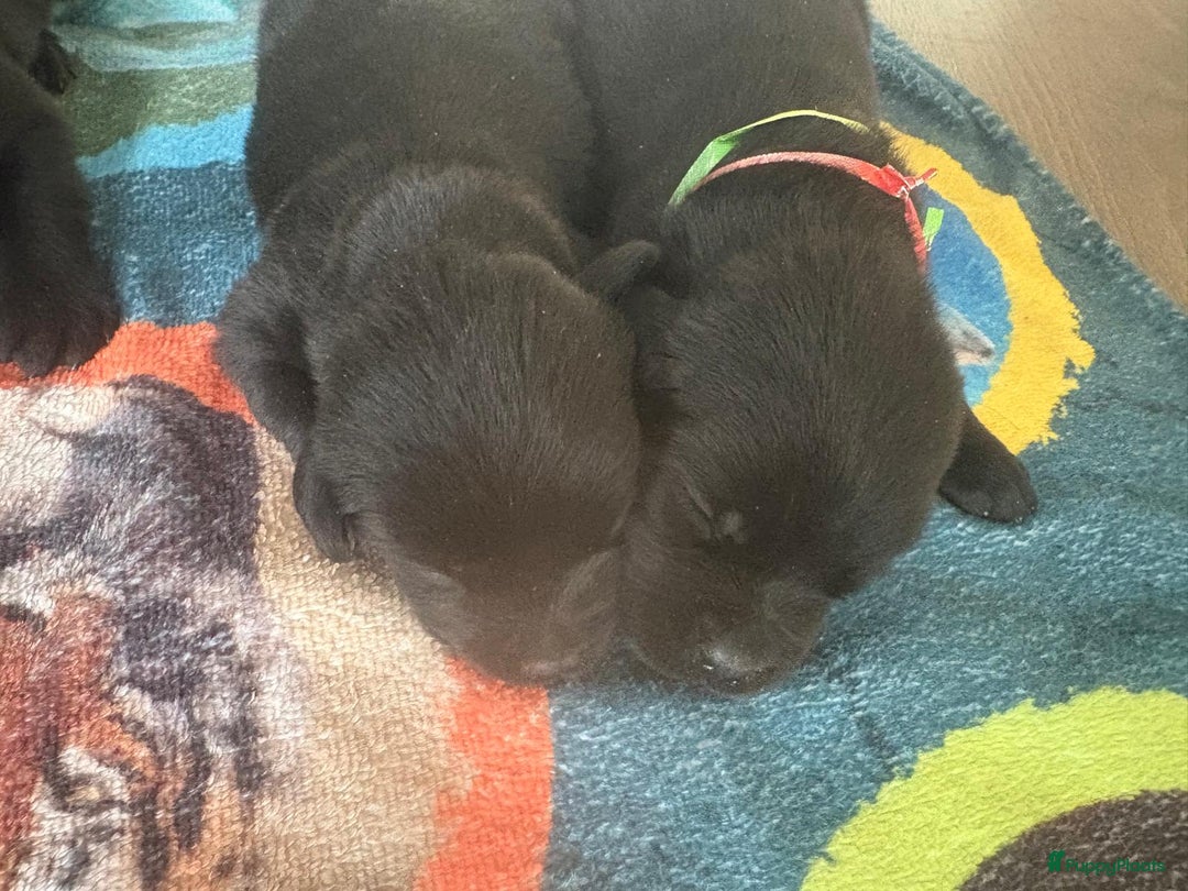 Labrador Retriever honden te koop: Raszuivere labradors - Advertentie 5