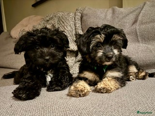 Kruising honden - Advertentie 4