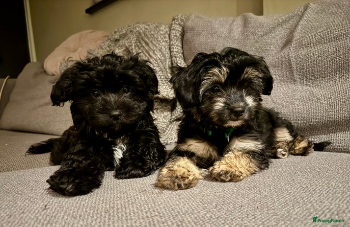 Kruising honden De leukste Papipoo (smal) - Advertentie 9