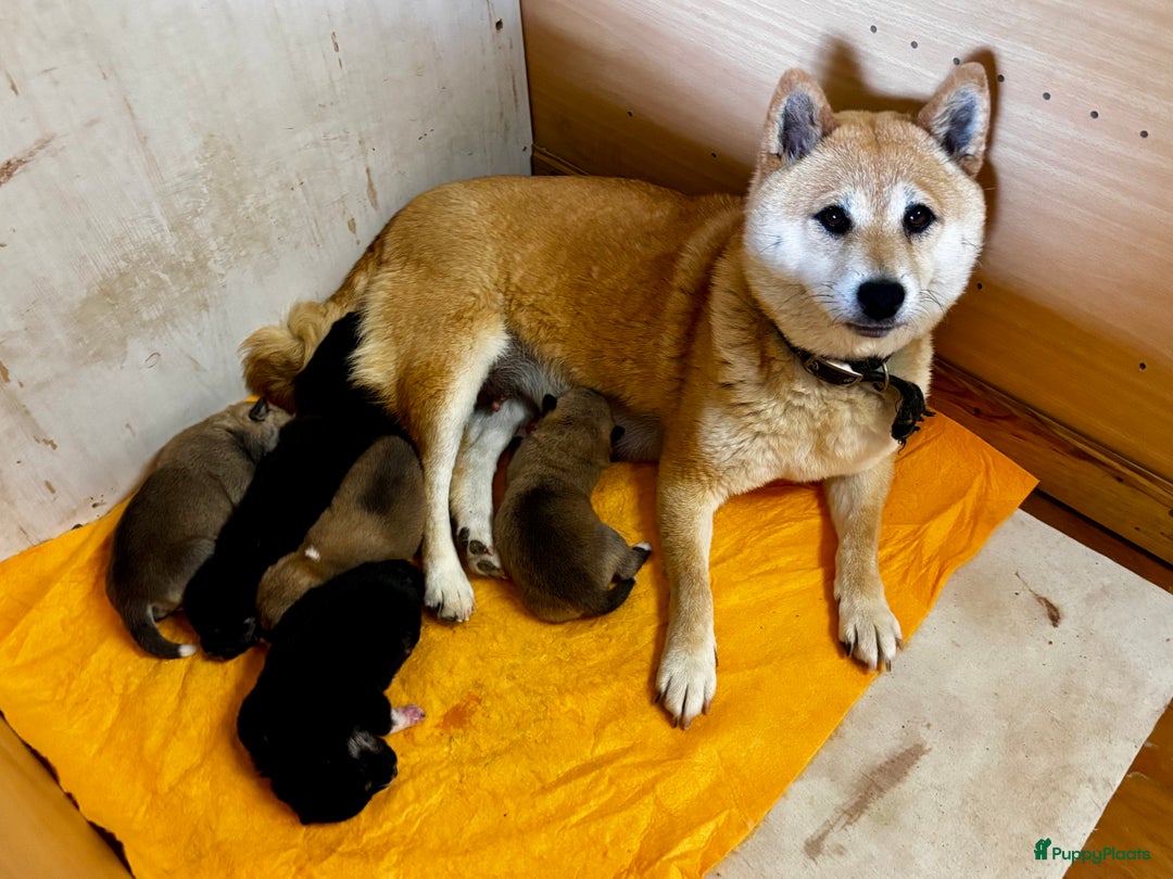 Shiba honden te koop: Shiba inu in Genk - Afbeelding 25
