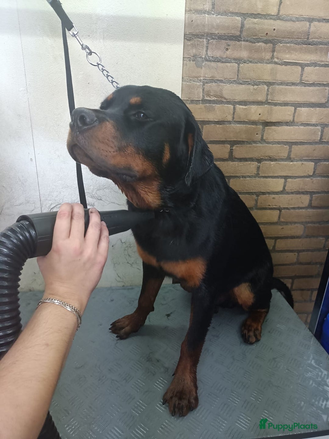 Rottweiler honden te koop: Deze knapperd zoekt nieuw huisje - Advertentie 3
