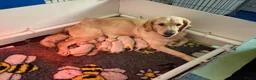 Golden Retriever honden te koop: Golden Retriever pups in Hilversum - Advertentie 1