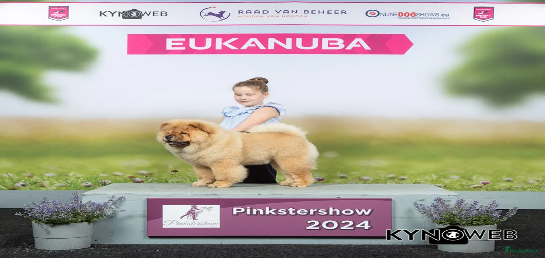 Galerij afbeelding {{count}}