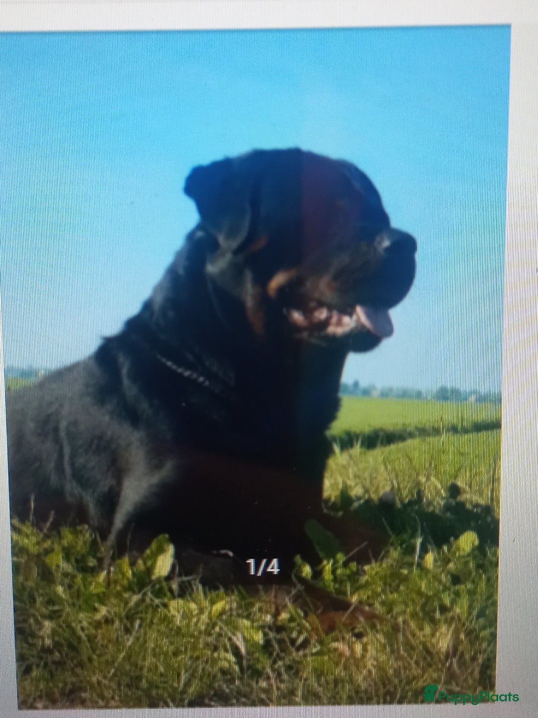 Rottweiler honden te koop: Nog 3 super lieve rottweiler reutjes. - Afbeelding 36