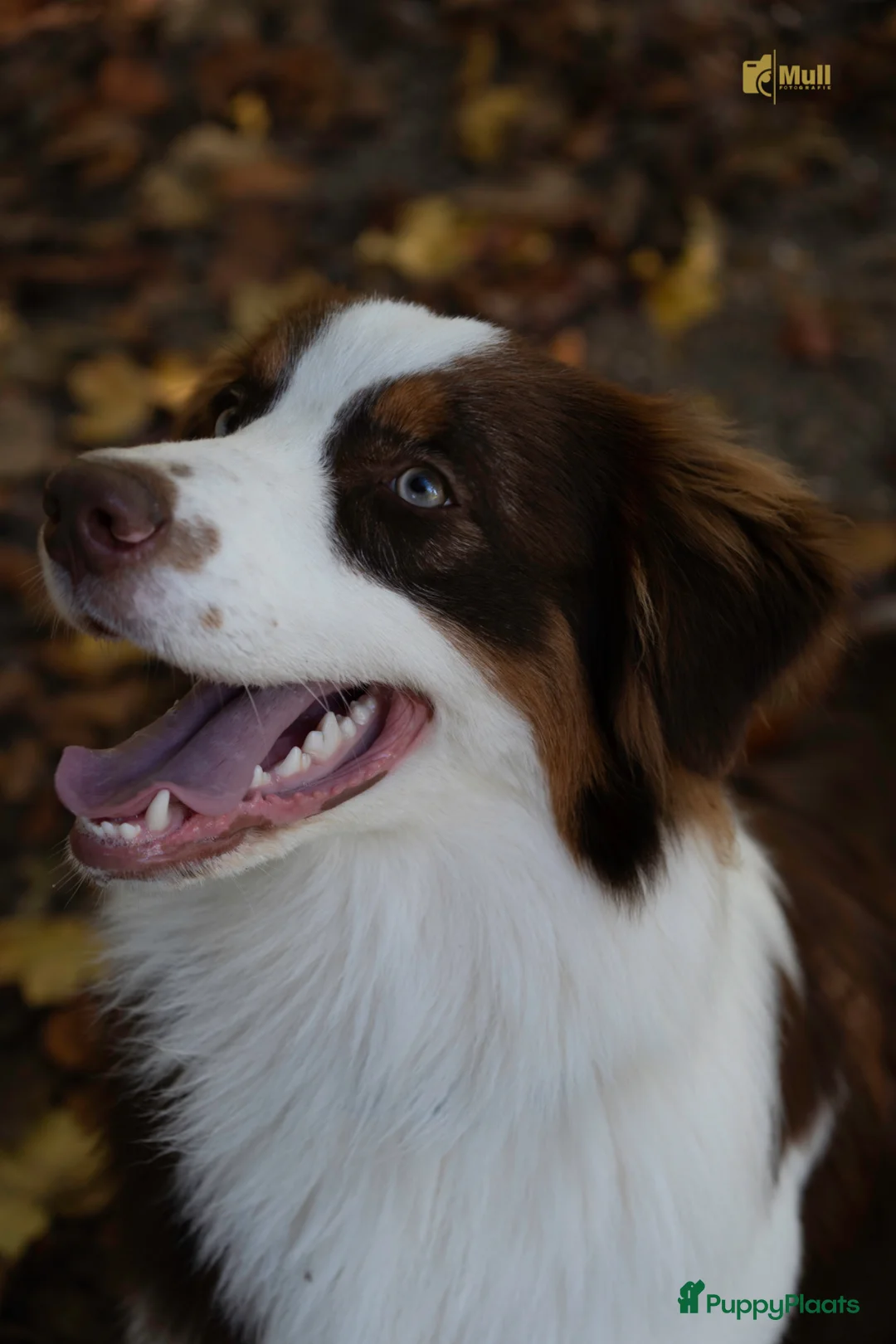 Australian Shepherd honden ter dekking: Red Tri Australian Shepherd reu –Noah met stamboom - Advertentie 2