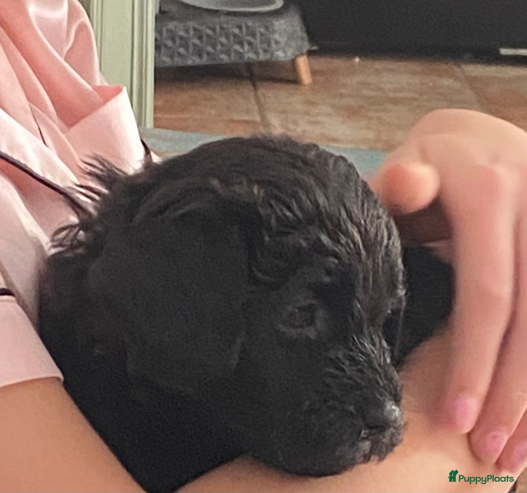 Labradoodle honden te koop: Labradoodle(multigen) mini/midi groeien op in huis - Advertentie 13