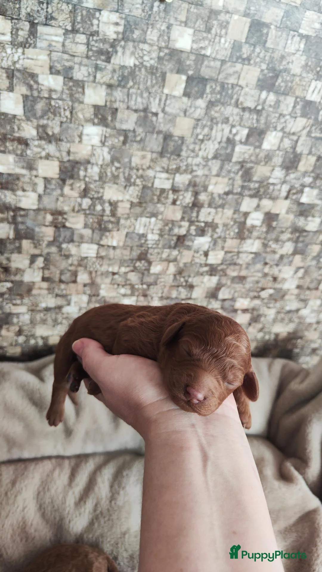 Kruising honden te koop: Dwergpoedels puppy's 🥰 - Advertentie 12