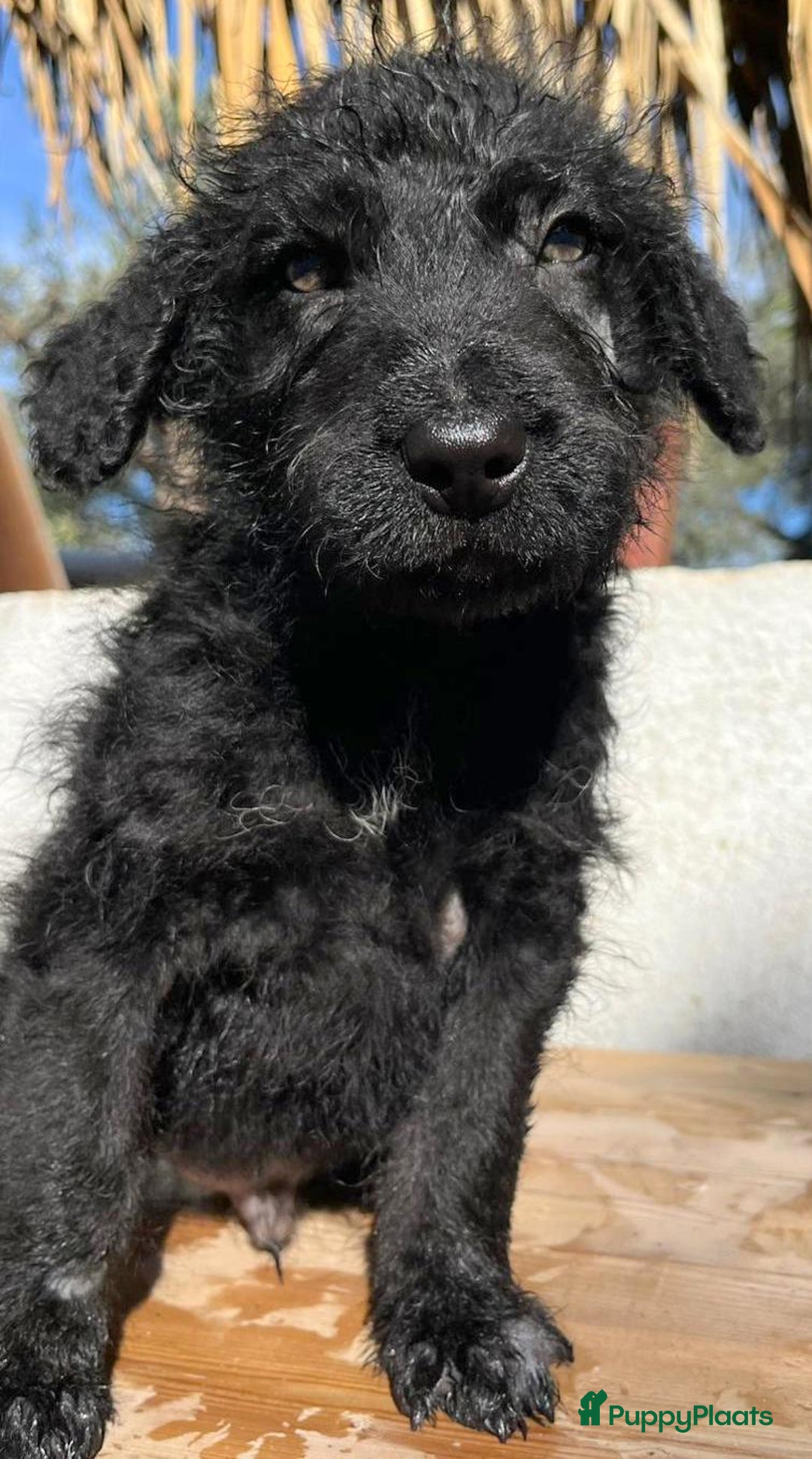 Kruising honden ter adoptie: gustaf  wat een leuk hondje echt een schatje  - Advertentie 6