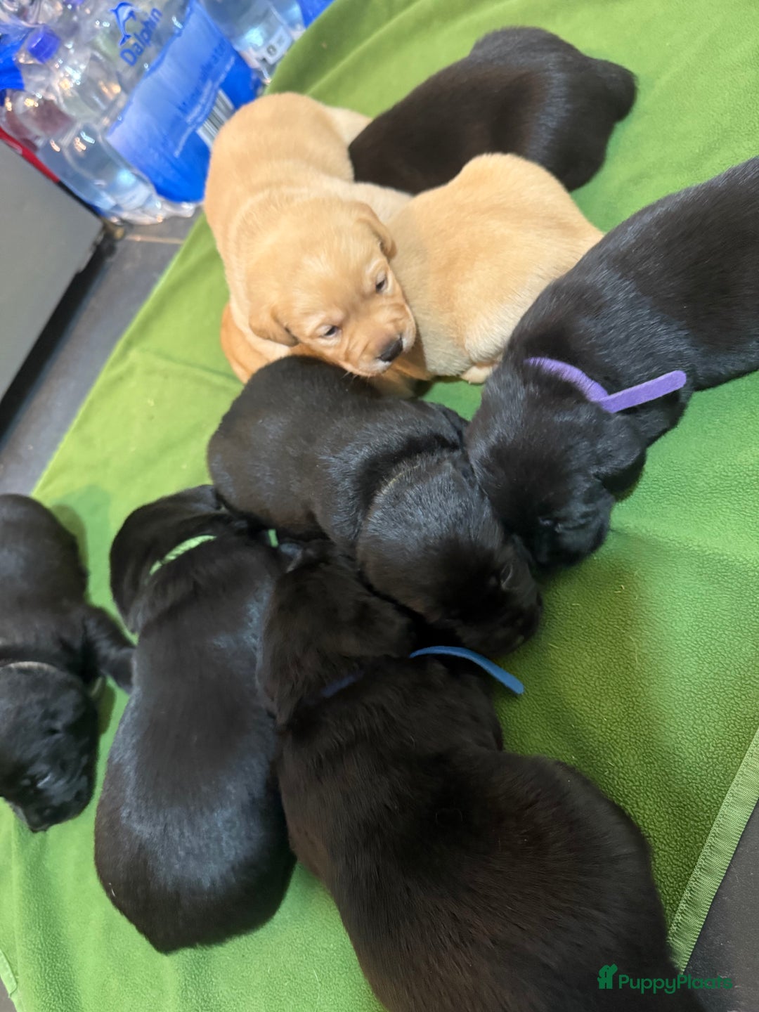 Labrador Retriever honden te koop: Labrador Retriever Pups - Advertentie 17