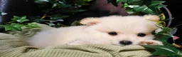 Kruising honden te koop: Poshi Pomeriaan x Sheltie (Shetland sheepdog) - Advertentie 3