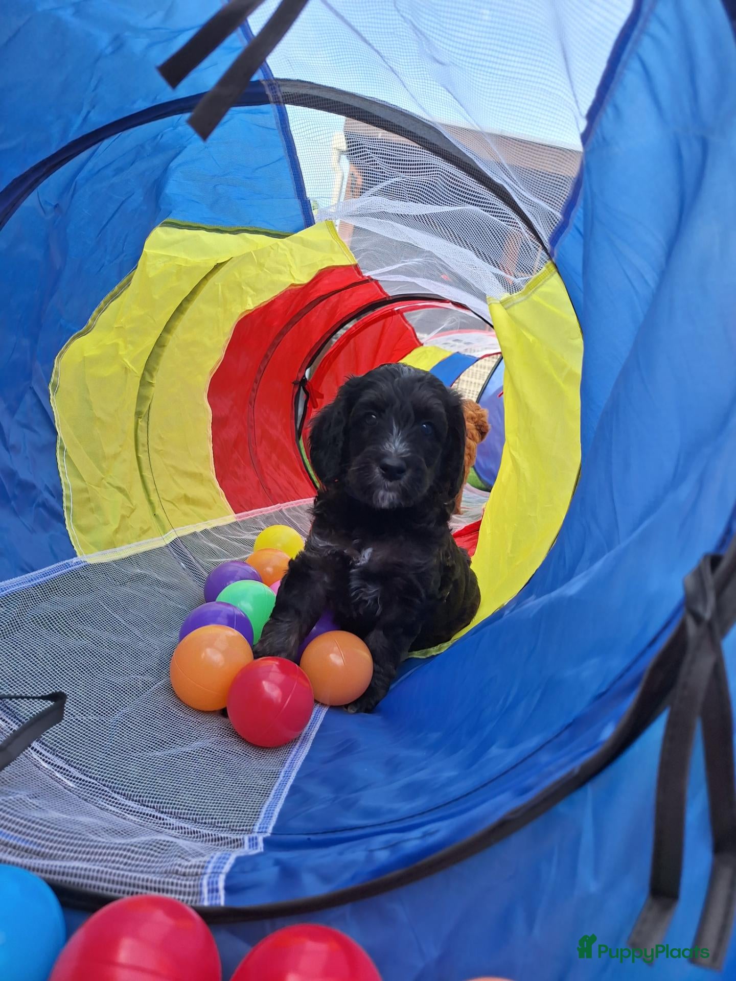 Kruising honden Prachtige mini/medium Australian labradoodle pups - Advertentie 9