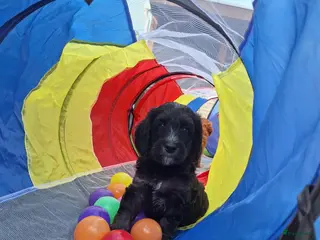 Kruising honden Prachtige mini/medium Australian labradoodle pups - Advertentie 9