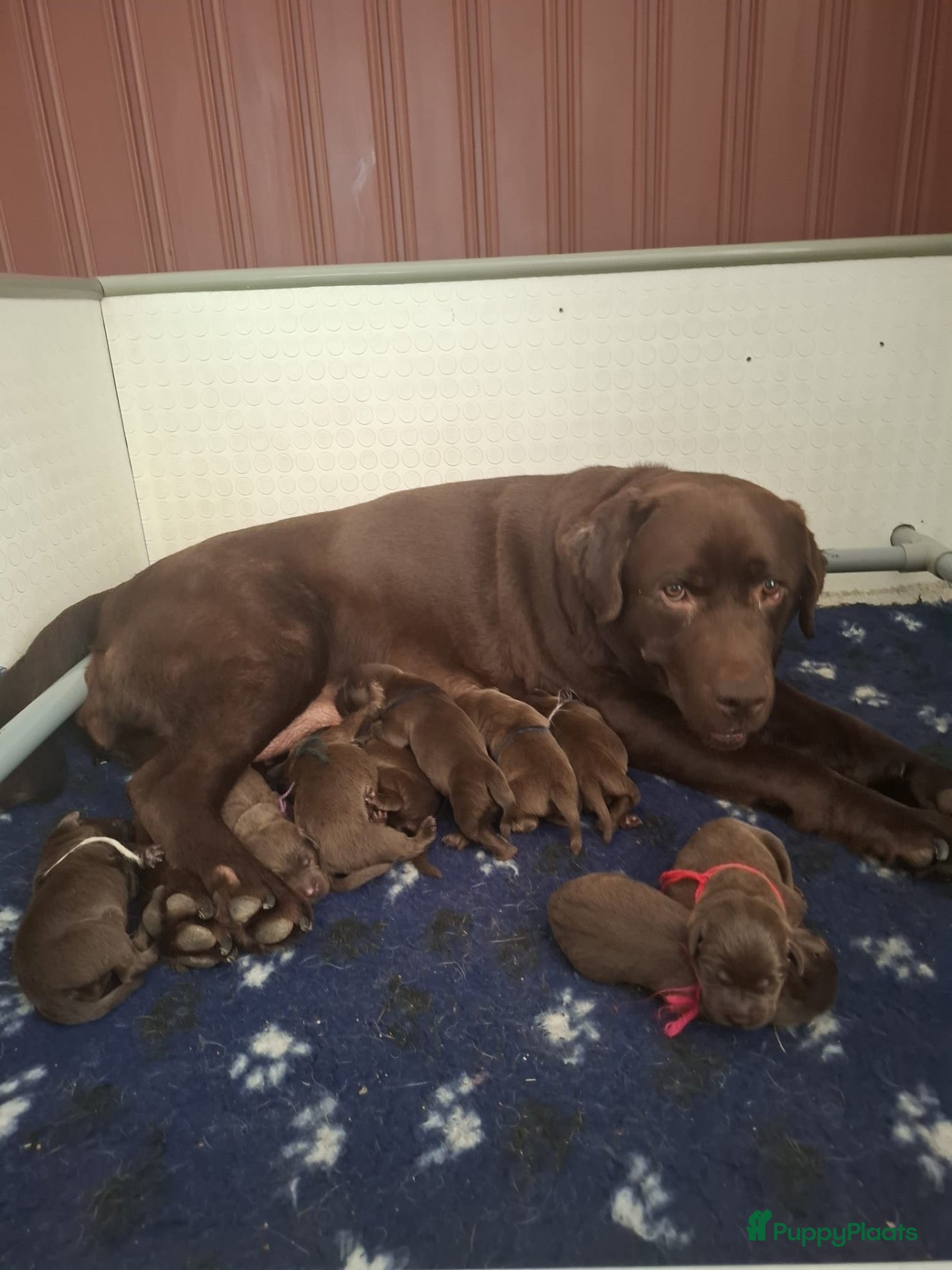 Labrador Retriever honden Bruine labrador pups verwacht  - Advertentie 1
