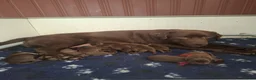 Labrador Retriever honden te koop: Bruine labrador pups verwacht  - Advertentie 1