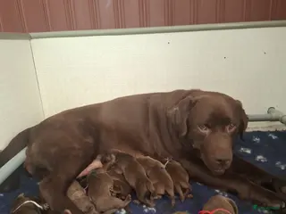 Labrador Retriever honden Bruine labrador pups verwacht - Advertentie 1