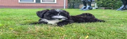 Maltipoo honden te koop: 🥰 2 Prachtige Maltipoo pups! Unieke kleuren 🐶 - Advertentie 3