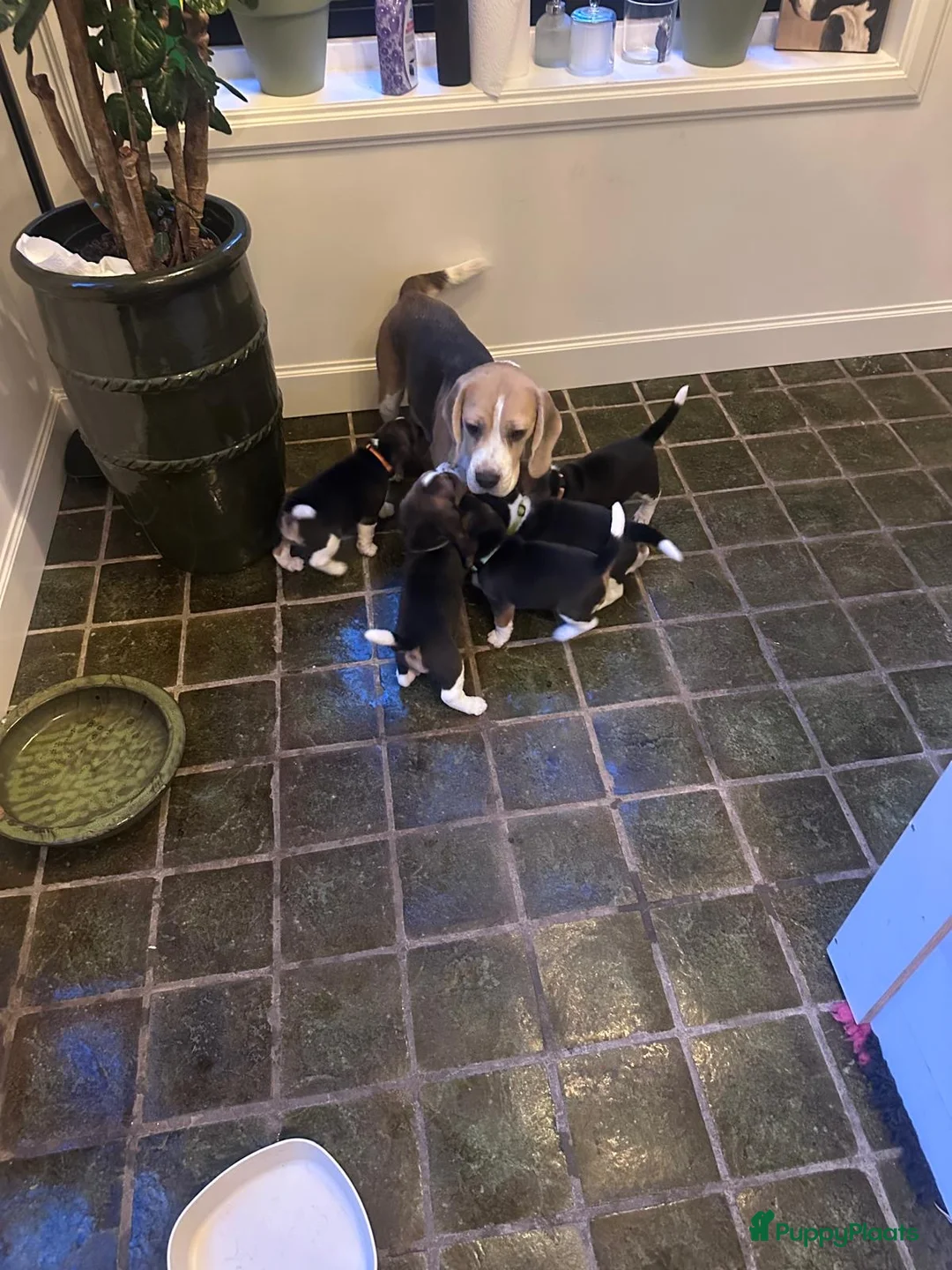 Beagle honden te koop: Mooie stamboom Beagle pups - Advertentie 10