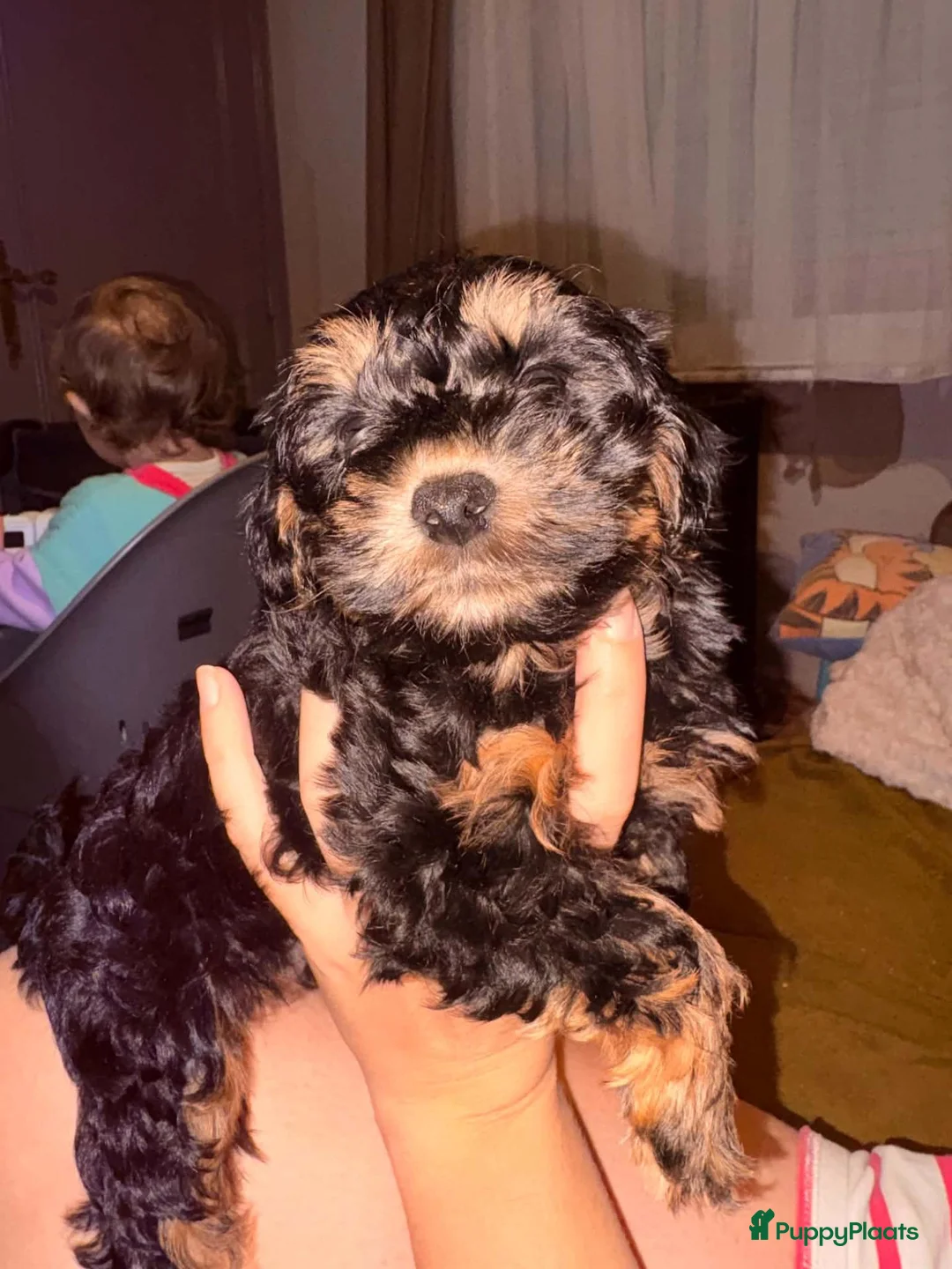 Kruising honden te koop: Yorkiepoo Yorkshire Terrier X Toypoedel  - Advertentie 6