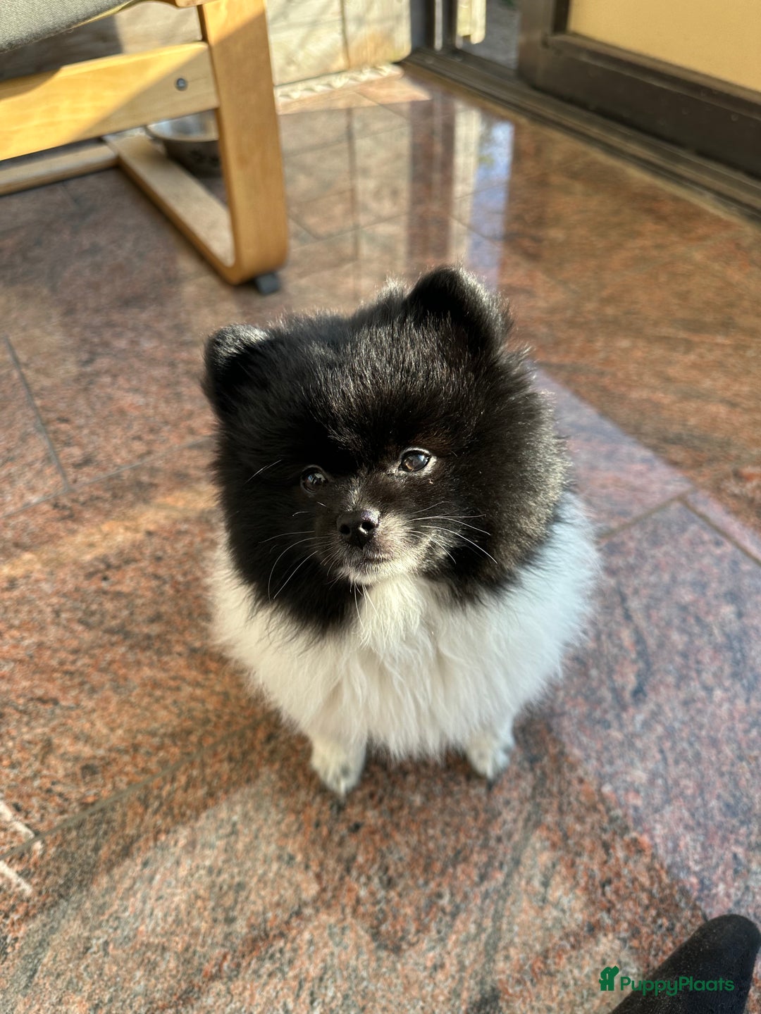 Pomeriaan honden te koop: Prachtige bearface pomeriaan teefje - Advertentie 3