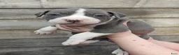 American Staffordshire Terriër honden te koop: Amerikaanse stafford pups - Advertentie 5