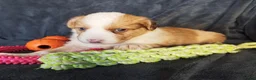 Kruising honden te koop: Border collie x nova scotia duck toller ret. pups - Advertentie 13