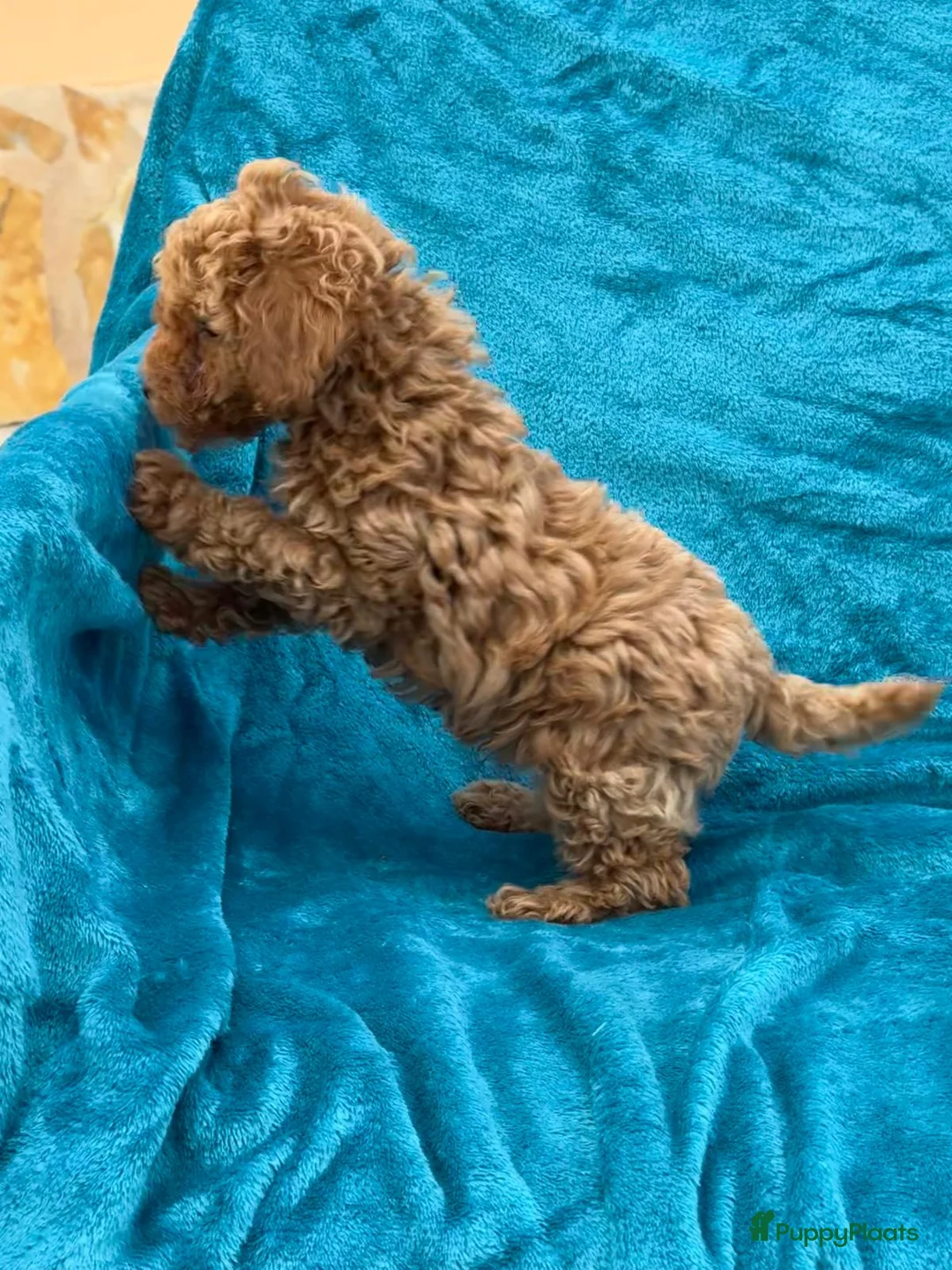 Poedel Toy honden te koop: Toypoedel toy poedel - Advertentie 17