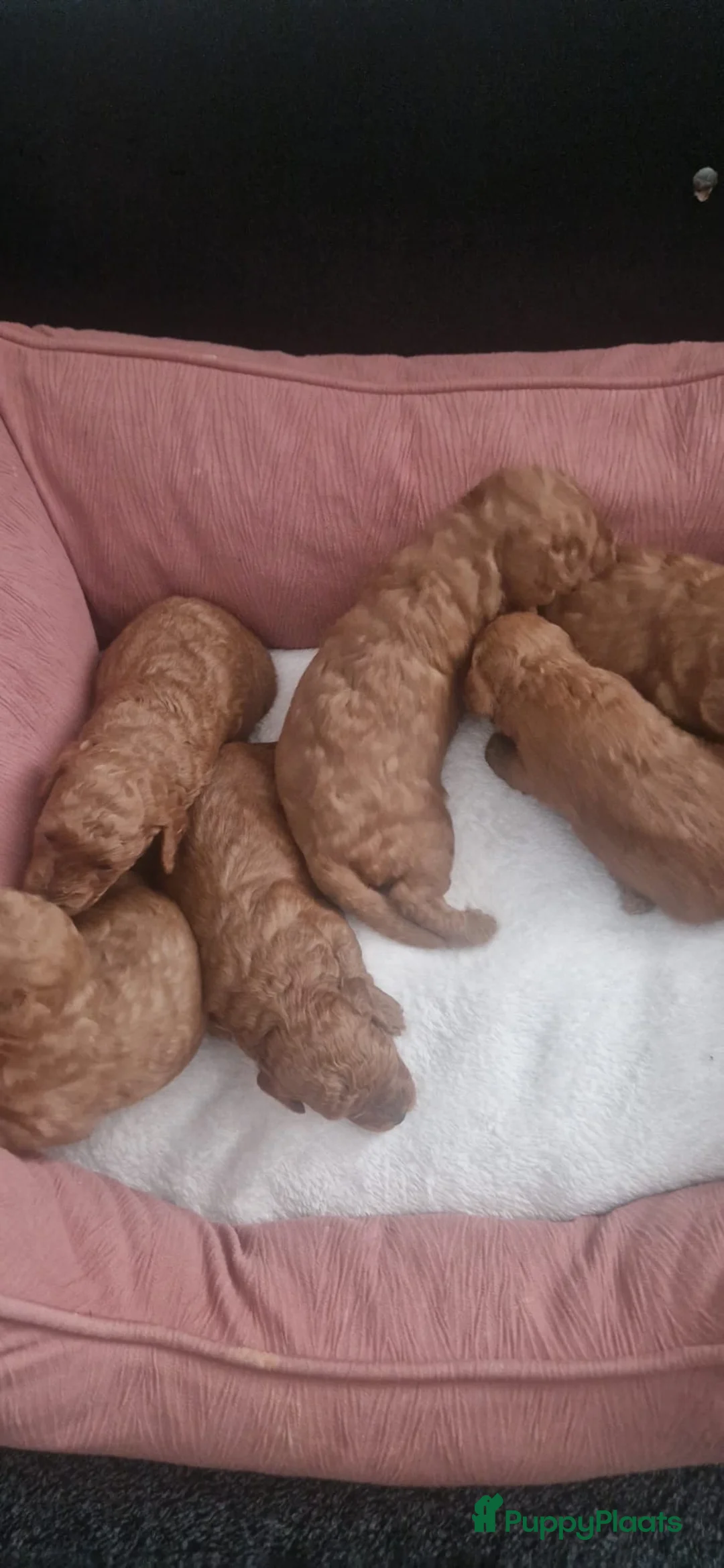 Dwergpoedel honden te koop: Rode dwerpoedels in Helmond - Advertentie 1