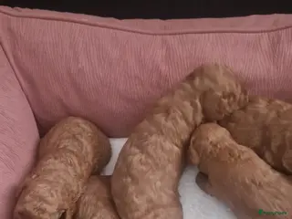 Dwergpoedel honden Rode dwerpoedels in Helmond - Advertentie 1