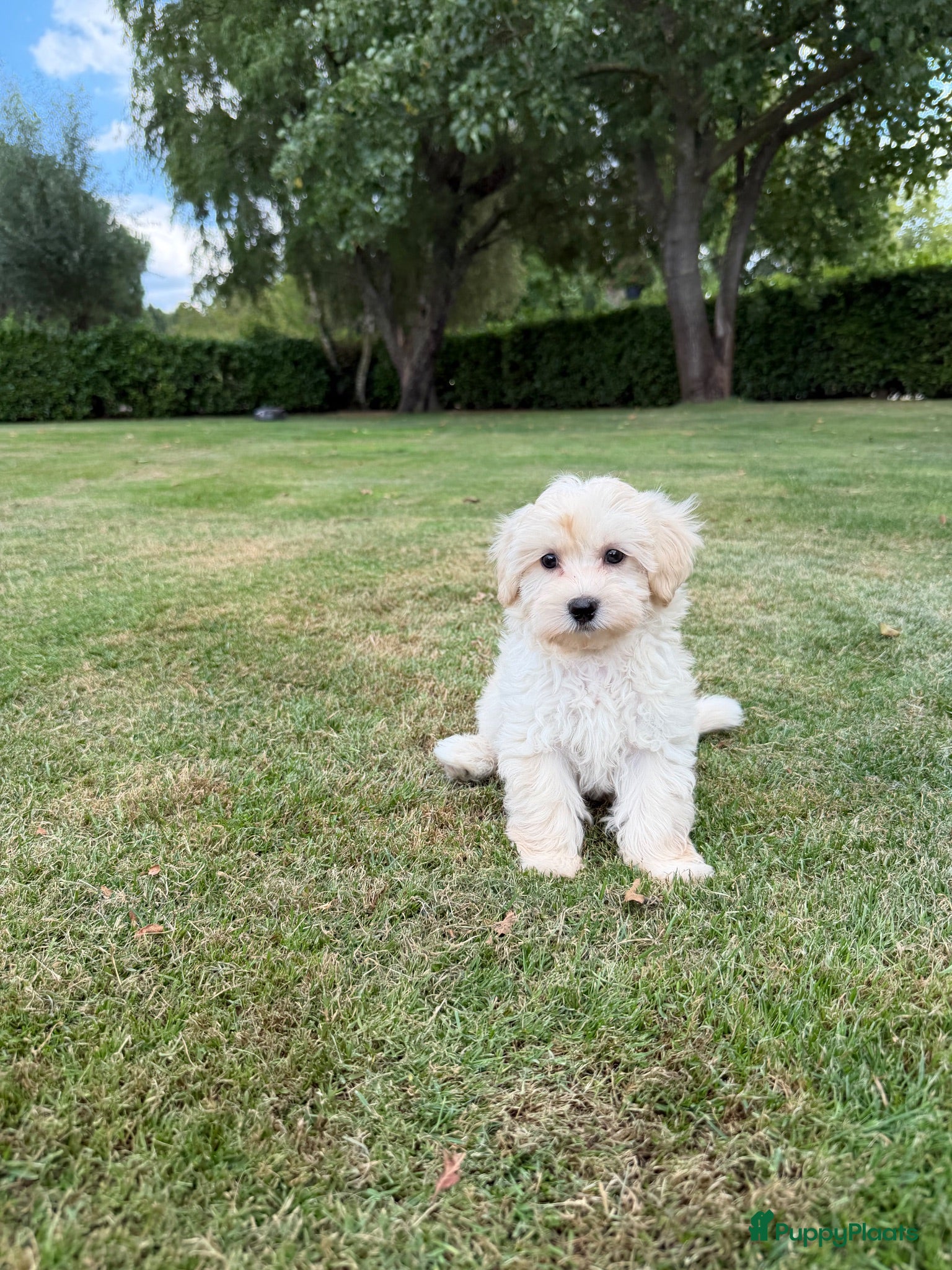 Maltipoo honden Maltipoo (Maltezer x Poedel) pups - Advertentie 1