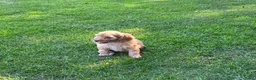 Labradoodle honden te koop: Labradoodle pup mini F3 abrikoos teefje - Advertentie 1