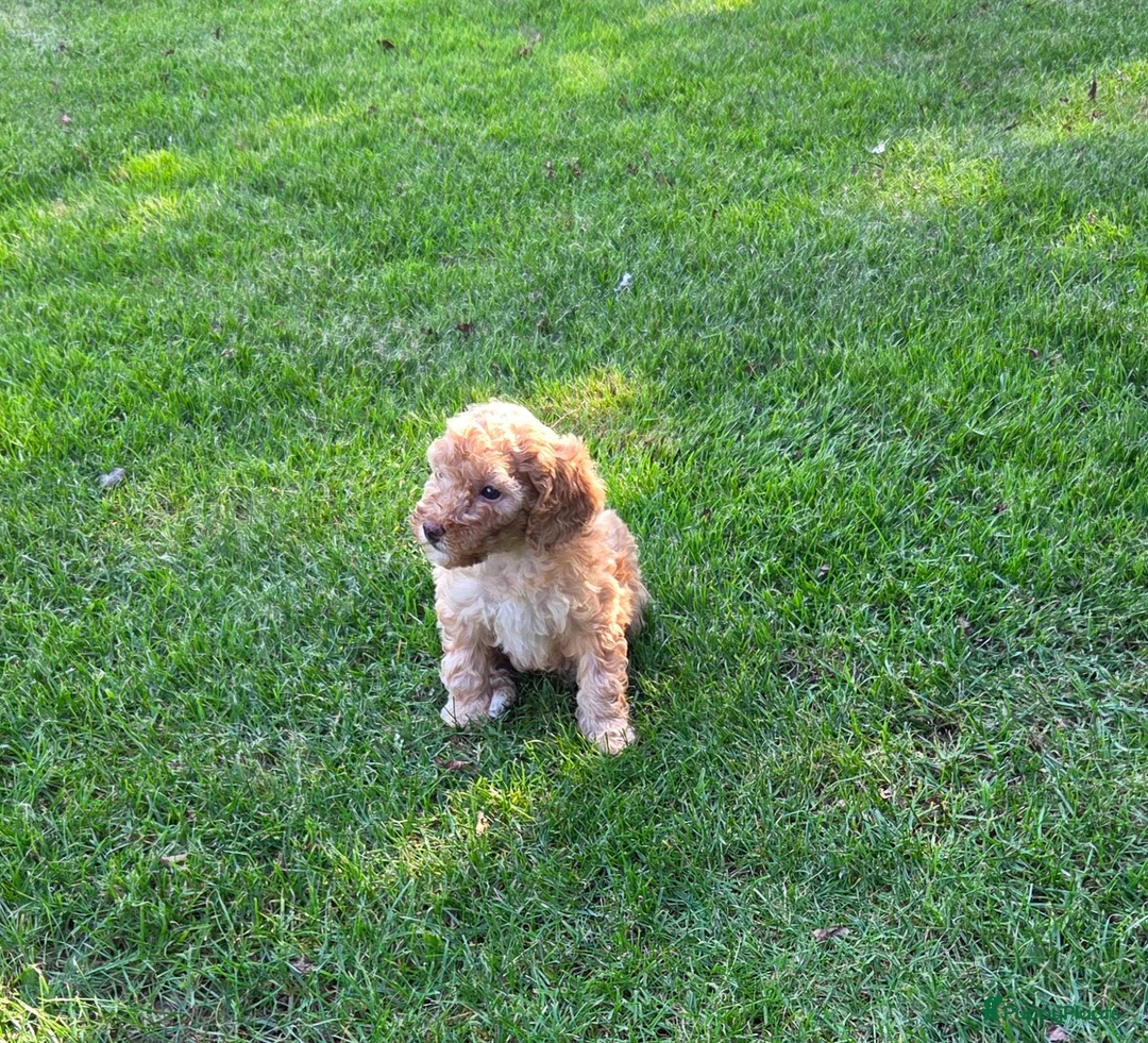 Labradoodle honden te koop: Labradoodle pup mini F3 abrikoos teefje - Advertentie 1