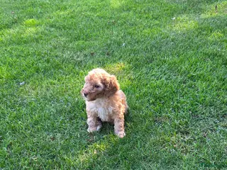 Labradoodle honden Labradoodle pup mini F3 abrikoos teefje - Advertentie 12