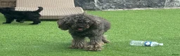 Kruising honden te koop: Australian doodle reu - Advertentie 12