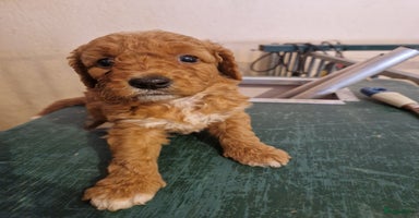 Labradoodle honden - Advertentie 5