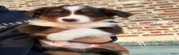 Miniature American Shepherd honden te koop: Red tricolor MAS reutjes - Advertentie 2