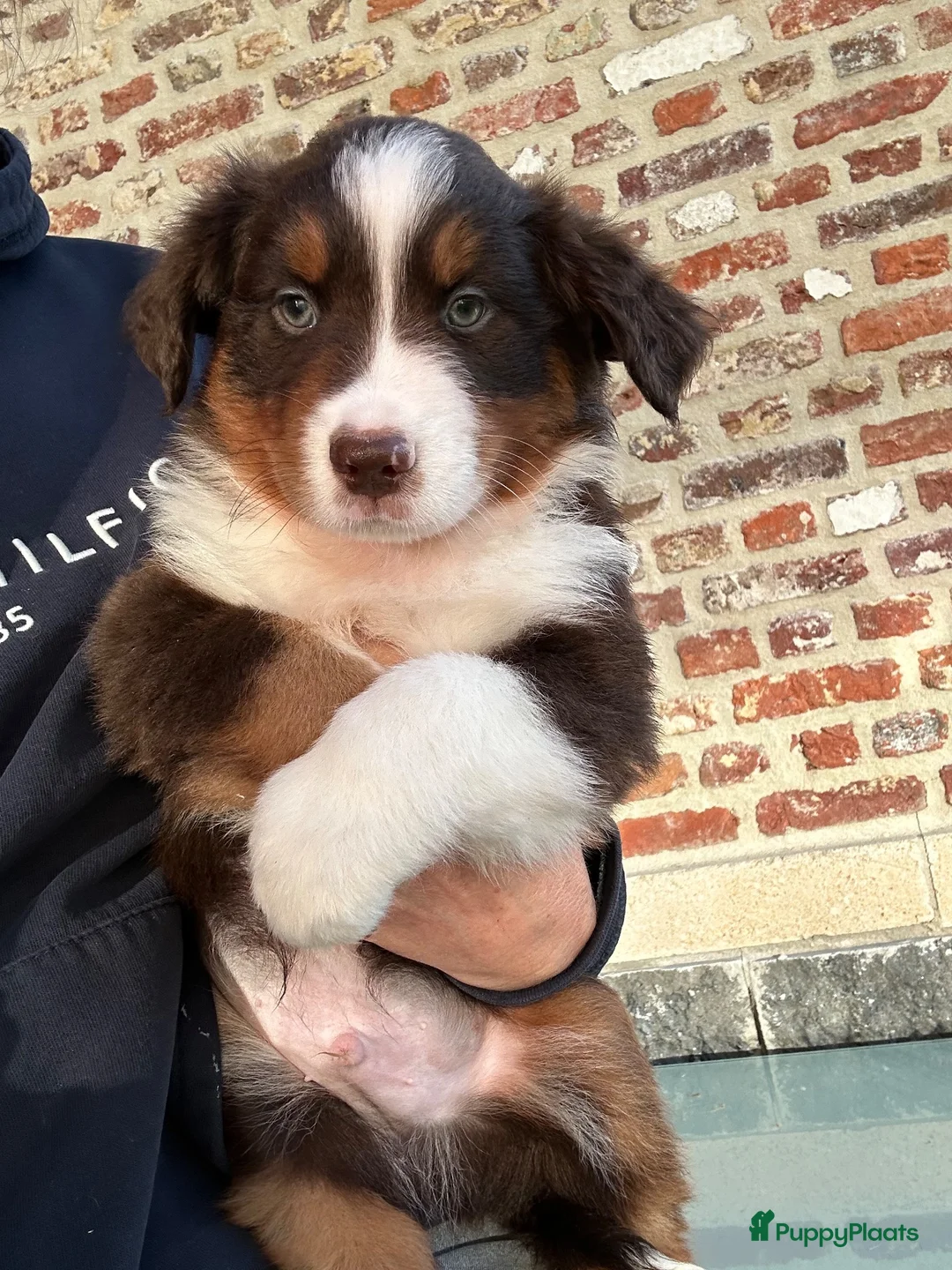 Miniature American Shepherd honden te koop: Red tricolor MAS reutjes - Advertentie 2