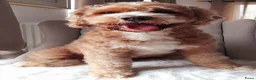 Australian Labradoodle honden te koop: Australian Labradoodle pups WALA stamboom  - Advertentie 12