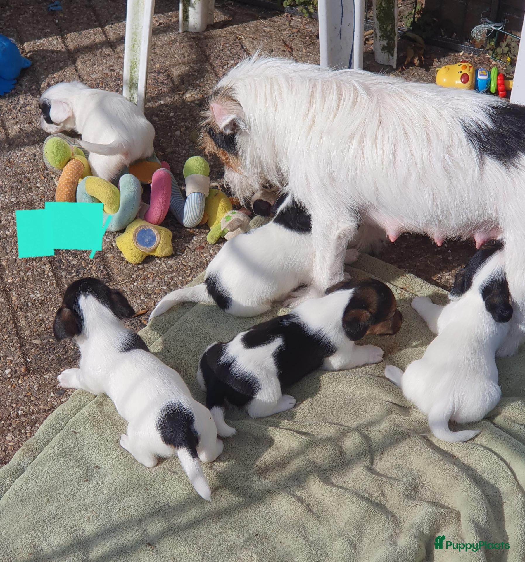 Jack Russel Terriër honden Nog 3"bandietjes" zoeken gezellig huis. Laagbenig  - Advertentie 1
