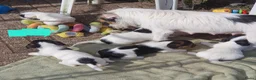 Jack Russel Terriër honden te koop: Nog 3"bandietjes" zoeken gezellig huis. Laagbenig  - Advertentie 1