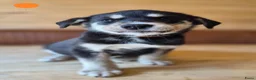 Kruising honden te koop: Labrakita pups - Advertentie 5