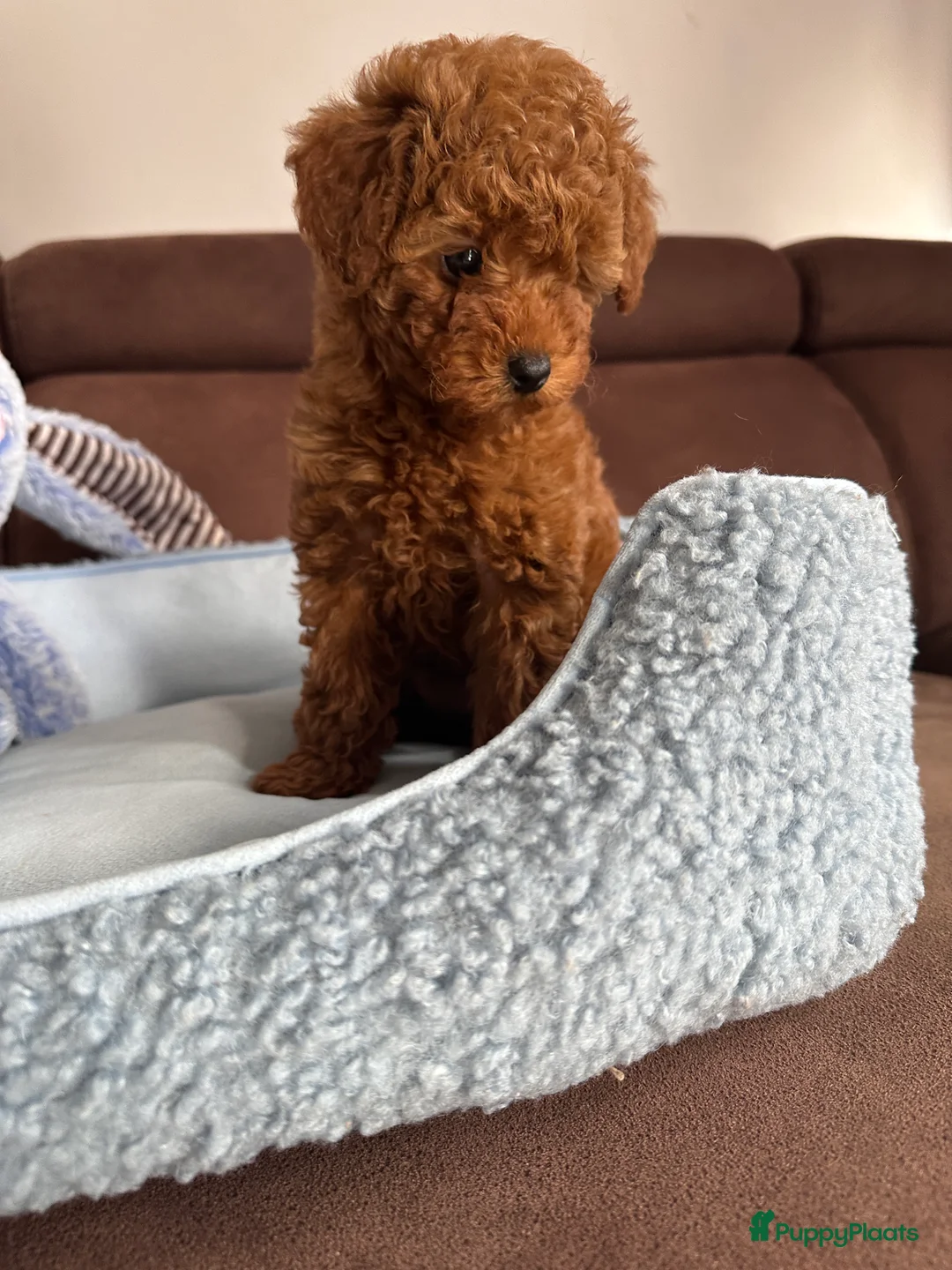 Poedel Toy honden te koop: Toypoedel puppy’s – liefdevolle gezinnen gezocht - Advertentie 18