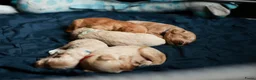 Kruising honden te koop: Australian Goldendoodles, medium - Advertentie 5