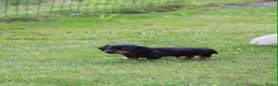 Teckel (korthaar)  honden te koop: Mooie black & tan teckelreutje - Advertentie 7