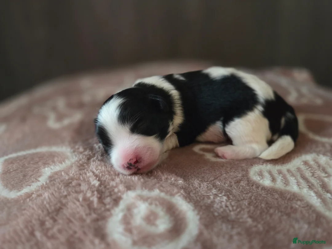 Maltipoo honden te koop: Prachtige Maltipoo pups - Huiskamernestje - Advertentie 4