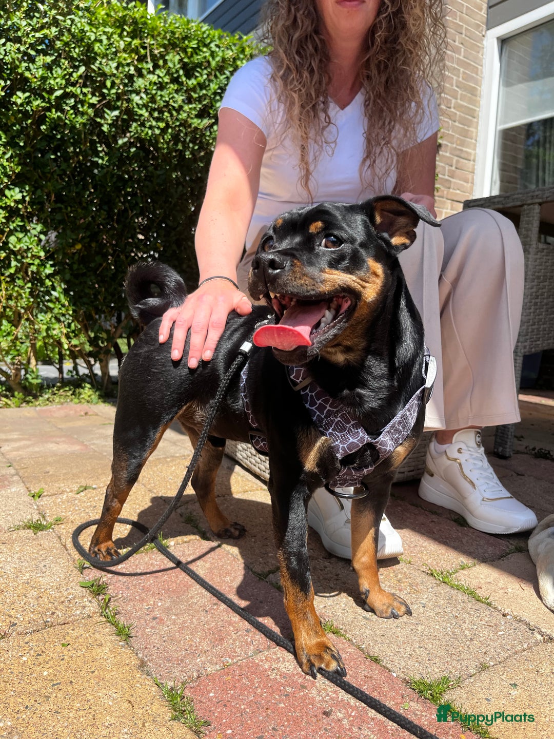 Dwergpinscher honden te koop: Carlin Pinscher Puppy’s te koop - Afbeelding 4
