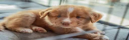 Nova Scotia Duck Tolling Retriever honden te koop: Nog 3 lieve toller pups beschikbaar! in Slijk-Ewijk - Advertentie 11